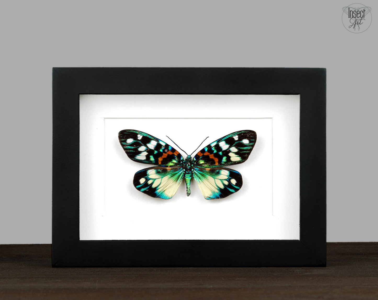 Erasmia pulchella  Schmetterling InsectArt