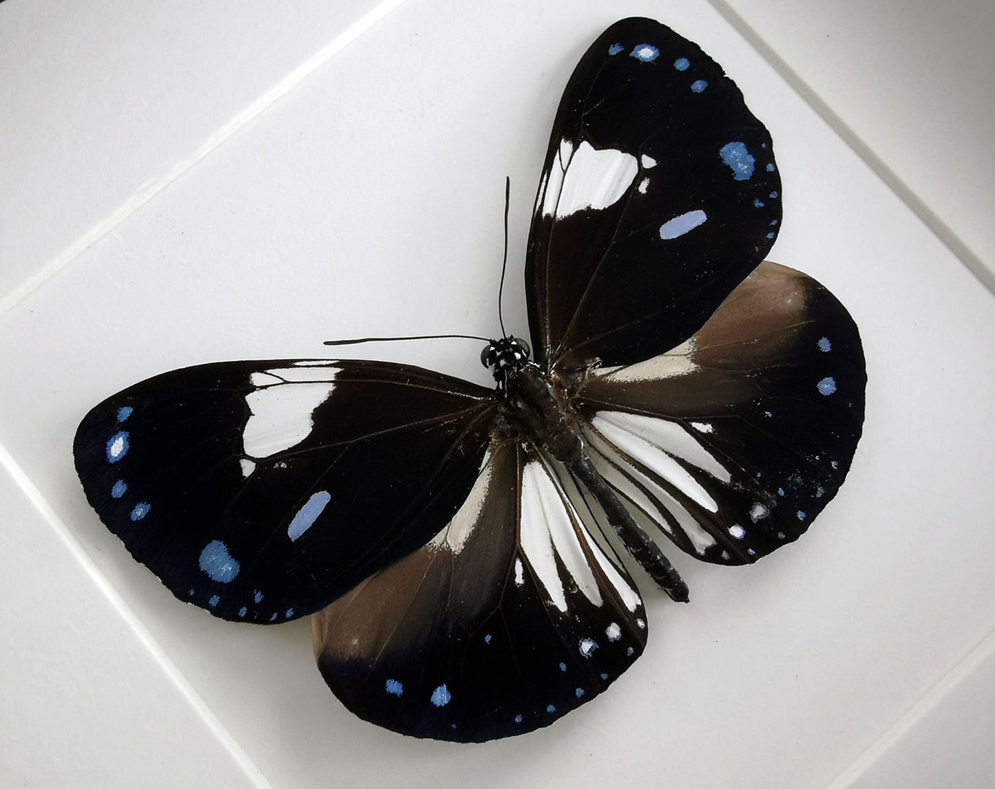 Euploea diocletianus  Schmetterling InsectArt