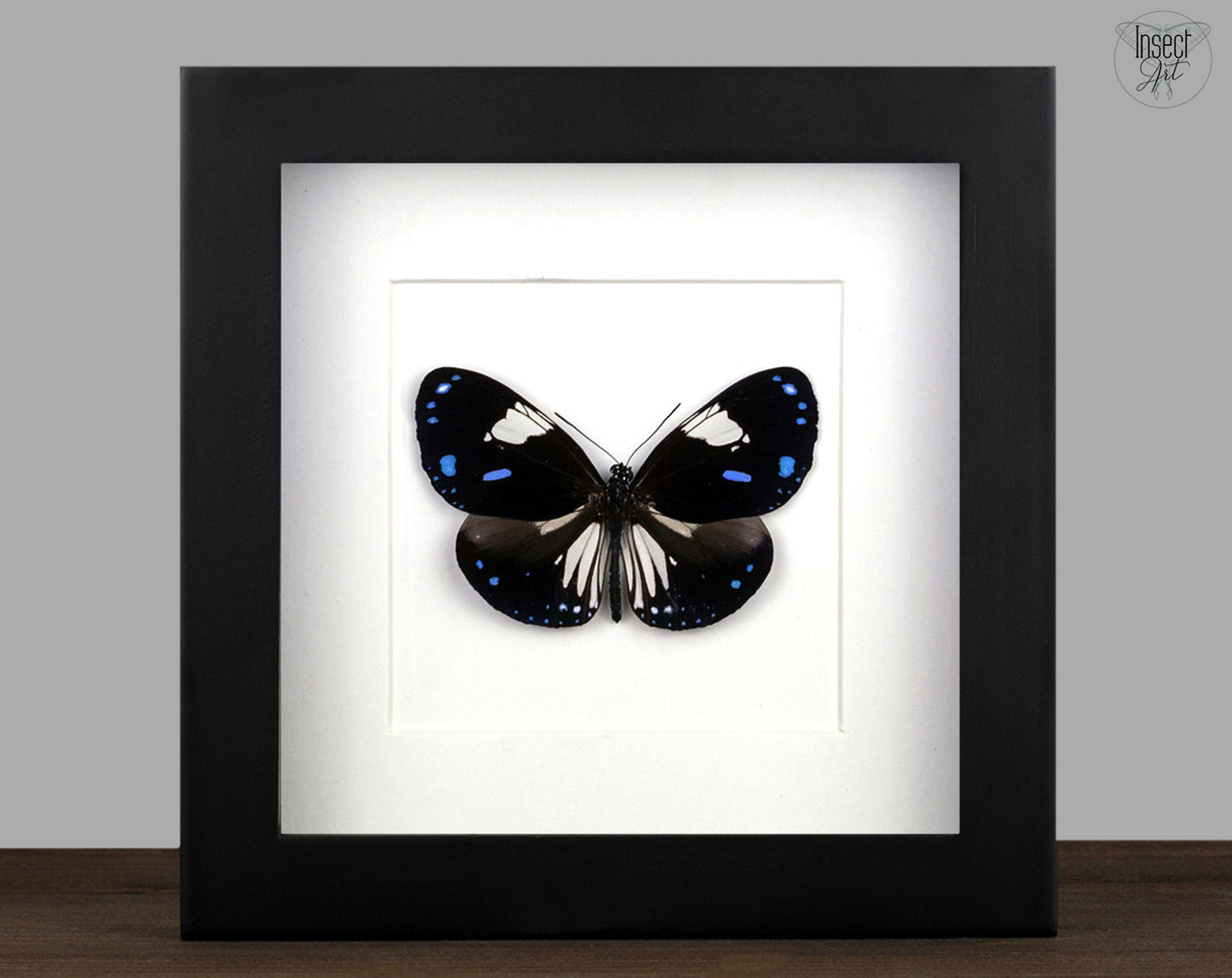 Euploea diocletianus  Schmetterling InsectArt