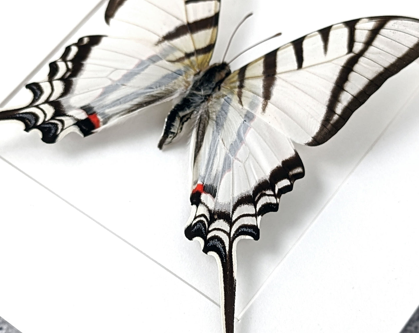 Eurytides agesilaus  Schmetterling InsectArt