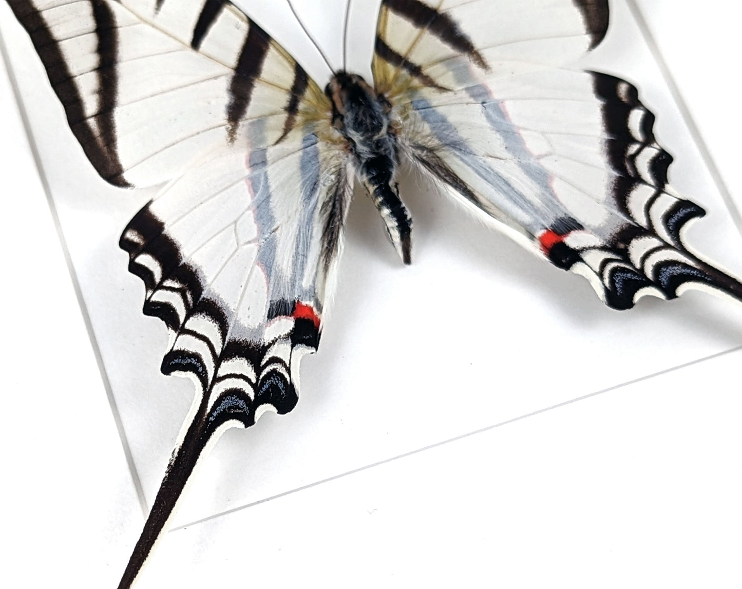 Eurytides agesilaus  Schmetterling InsectArt