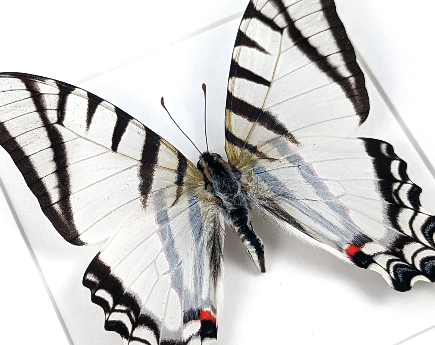 Eurytides agesilaus  Schmetterling InsectArt