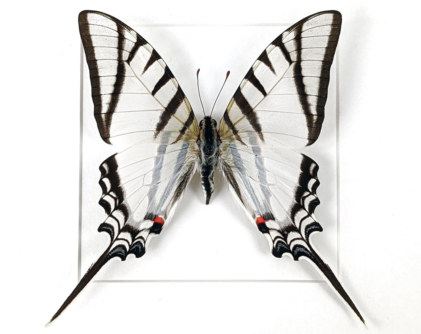 Eurytides agesilaus  Schmetterling InsectArt