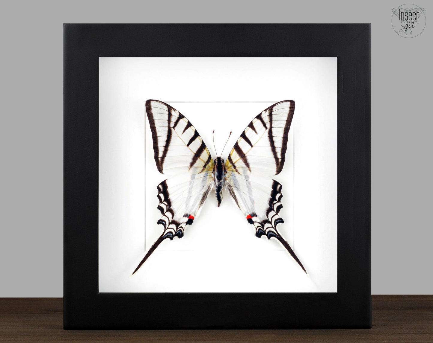 Eurytides agesilaus  Schmetterling InsectArt