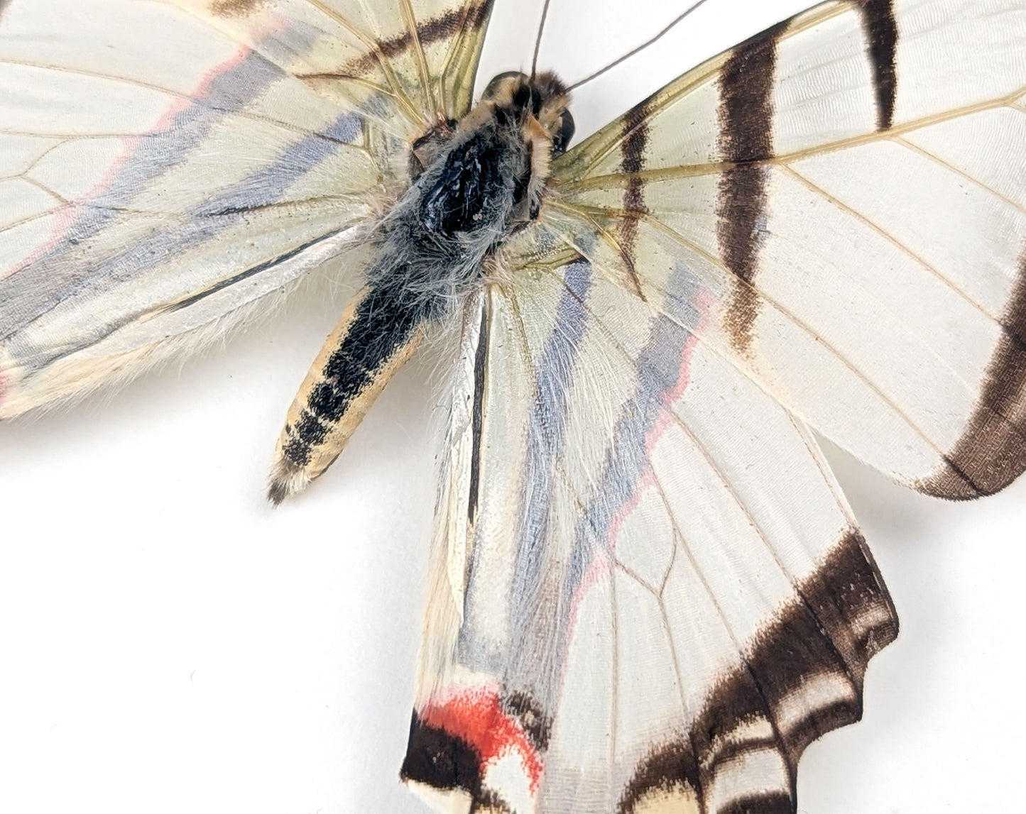 Eurytides protesilaus, präparierter Schmetterling im Rahmen