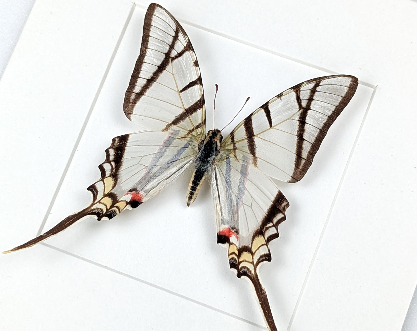 Eurytides protesilaus, präparierter Schmetterling im Rahmen