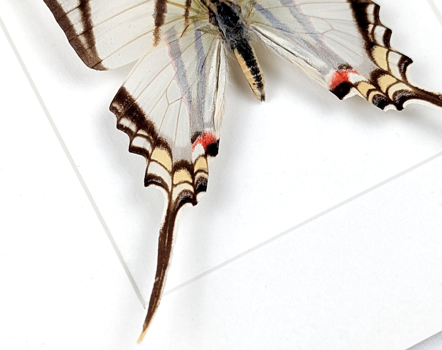 Eurytides protesilaus, präparierter Schmetterling im Rahmen