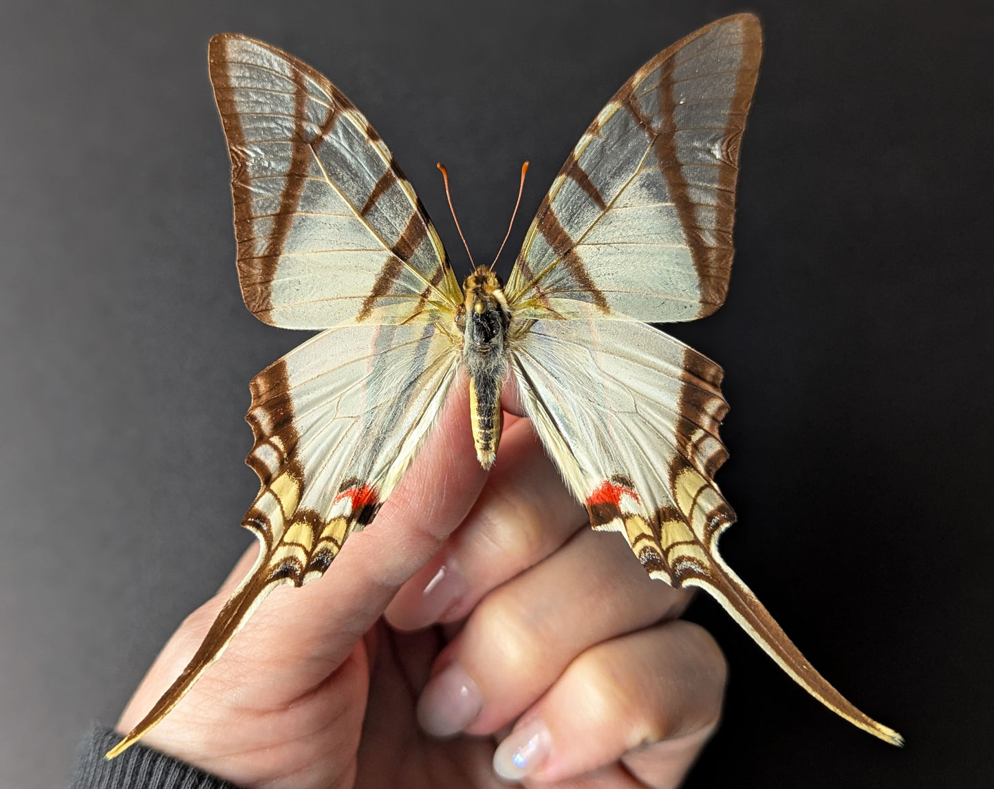 Eurytides protesilaus, präparierter Schmetterling im Rahmen