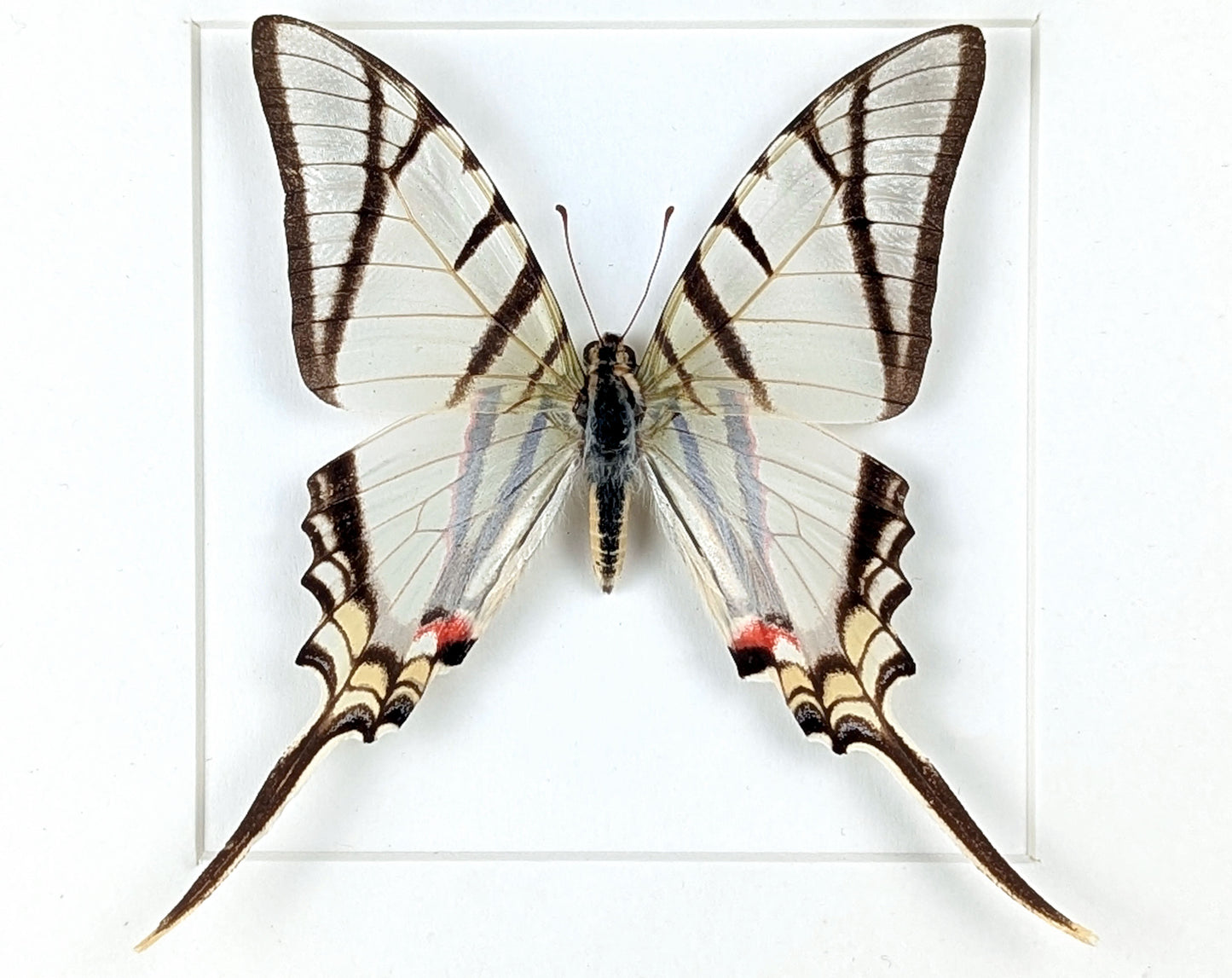 Eurytides protesilaus, präparierter Schmetterling im Rahmen