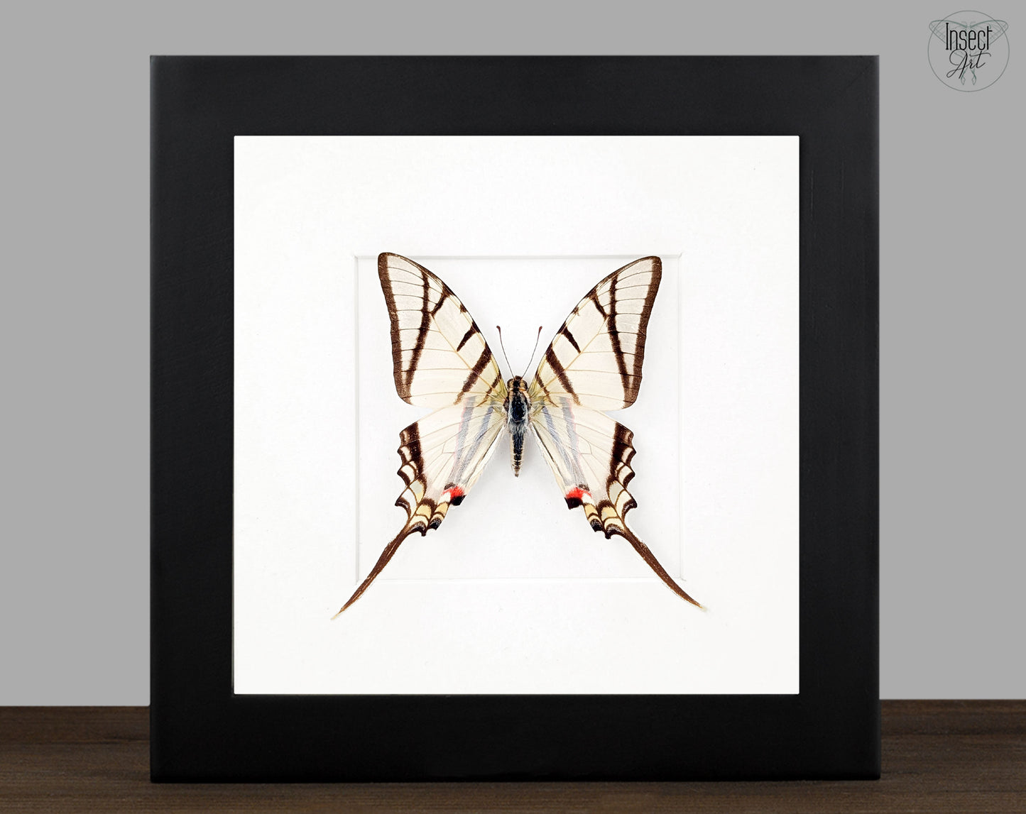 Eurytides protesilaus, präparierter Schmetterling im Rahmen