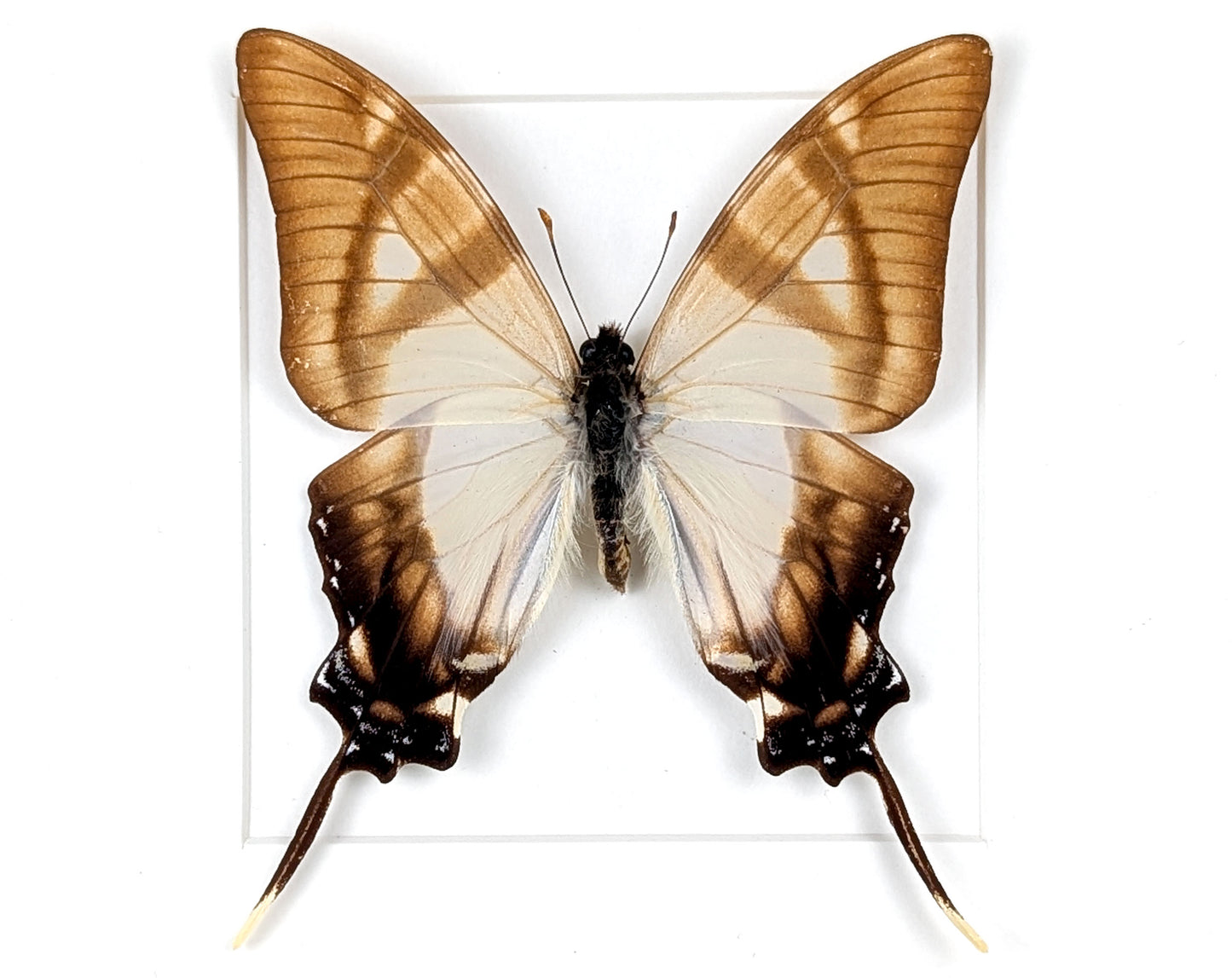 Eurytides serville, präparierter Schmetterling im Rahmen