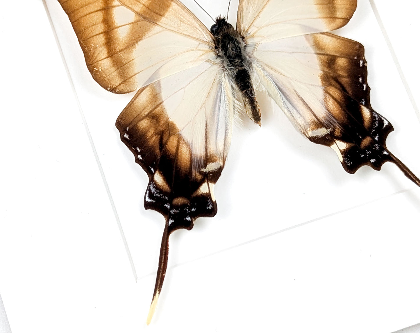 Eurytides serville, präparierter Schmetterling im Rahmen