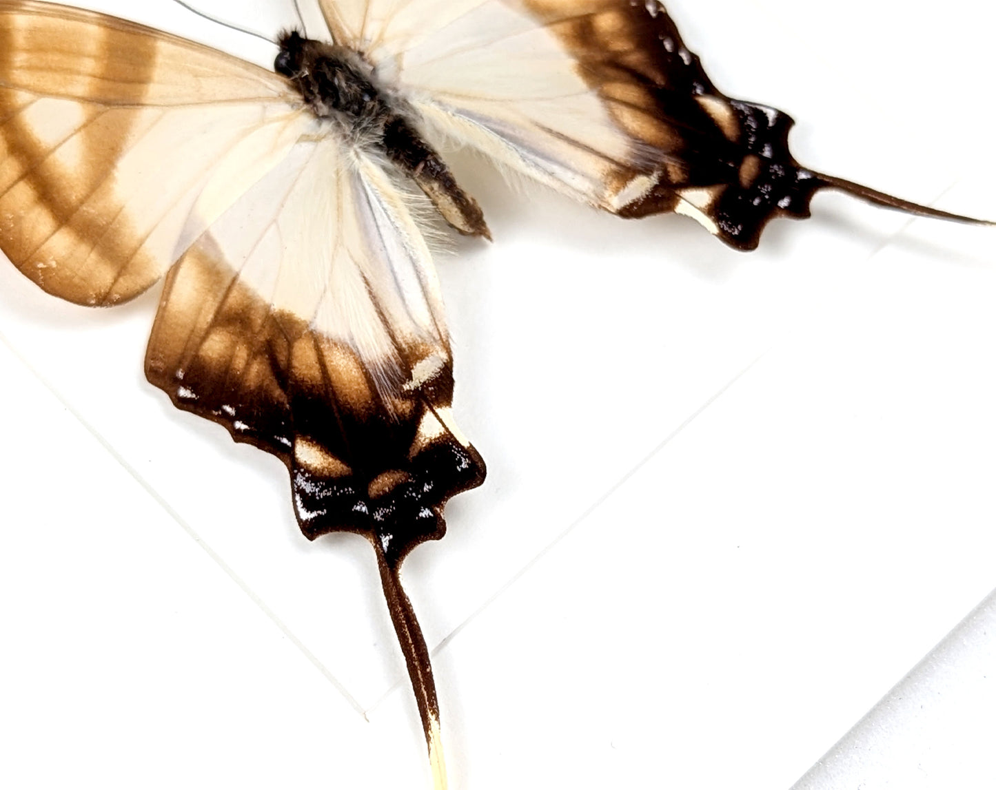 Eurytides serville, präparierter Schmetterling im Rahmen