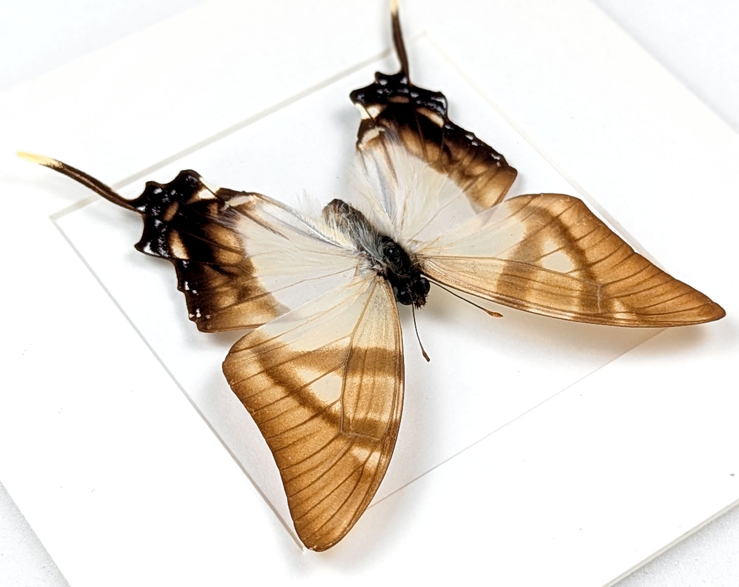 Eurytides serville, präparierter Schmetterling im Rahmen