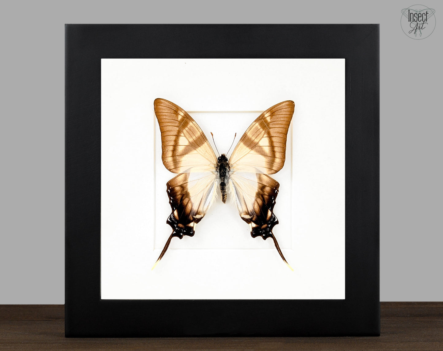 Eurytides serville, präparierter Schmetterling im Rahmen