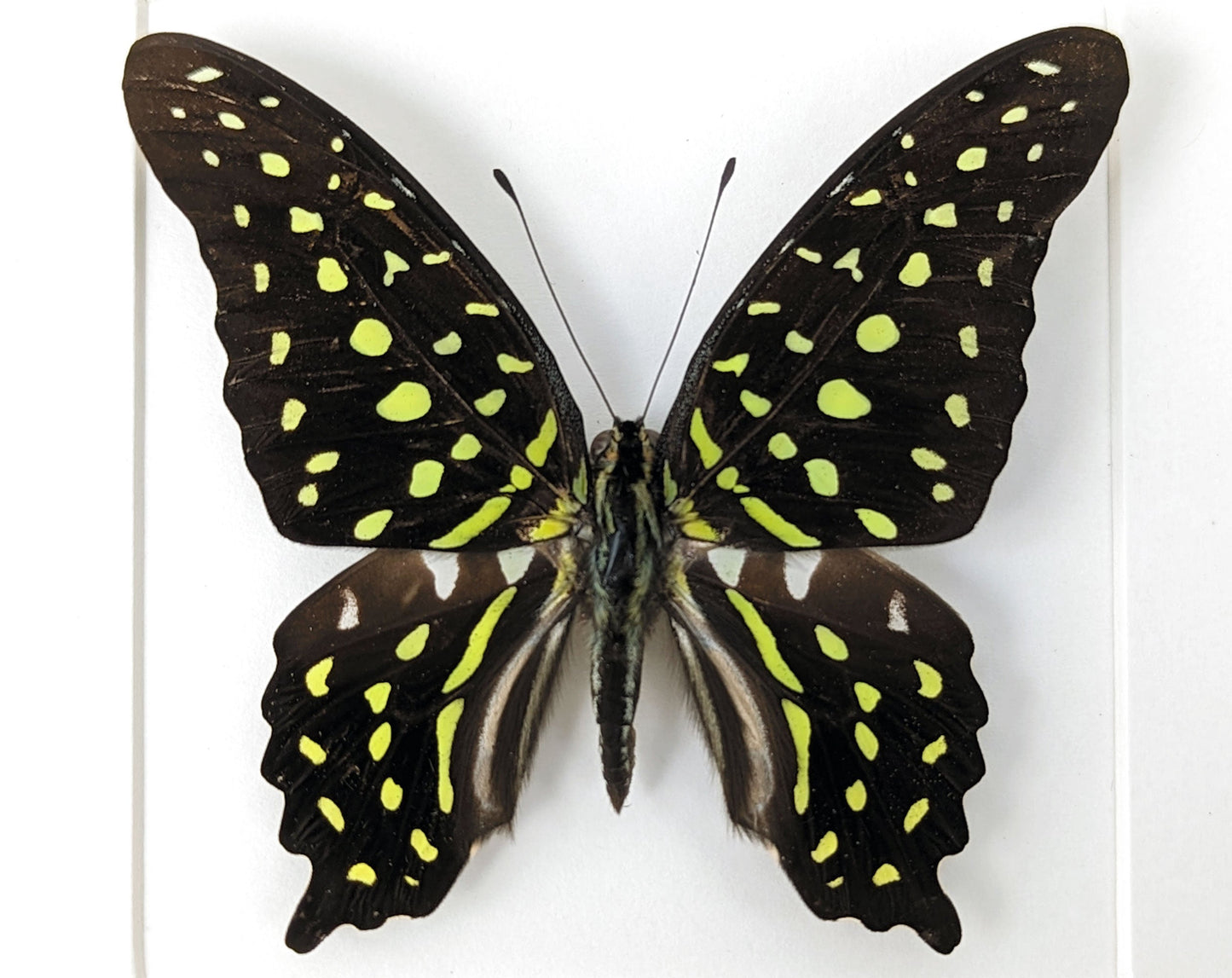 Graphium agamemnon  Schmetterling InsectArt