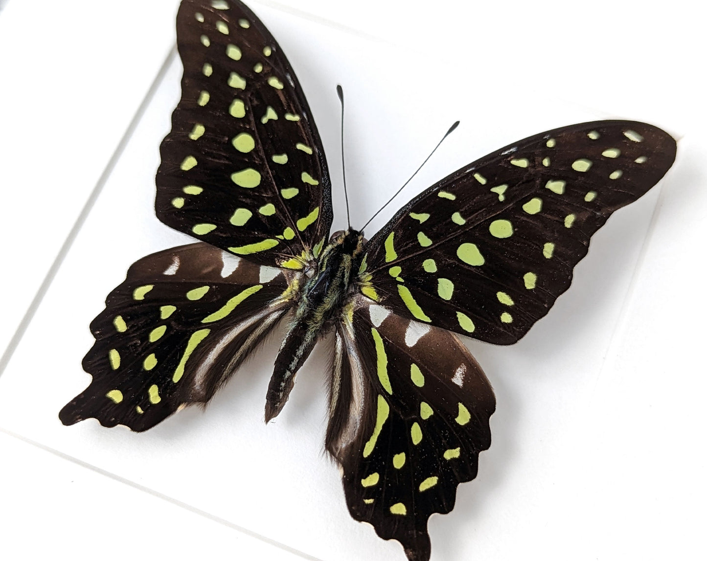 Graphium agamemnon  Schmetterling InsectArt