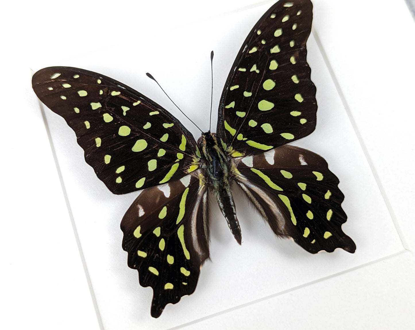 Graphium agamemnon  Schmetterling InsectArt