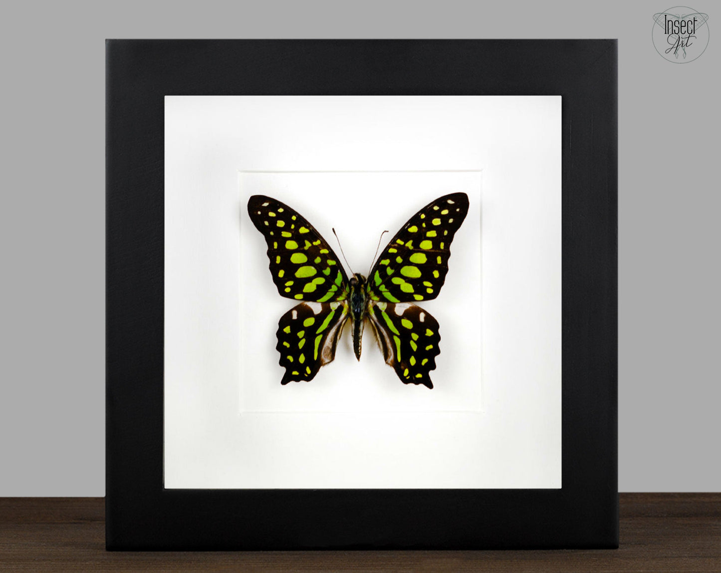 Graphium agamemnon  Schmetterling InsectArt