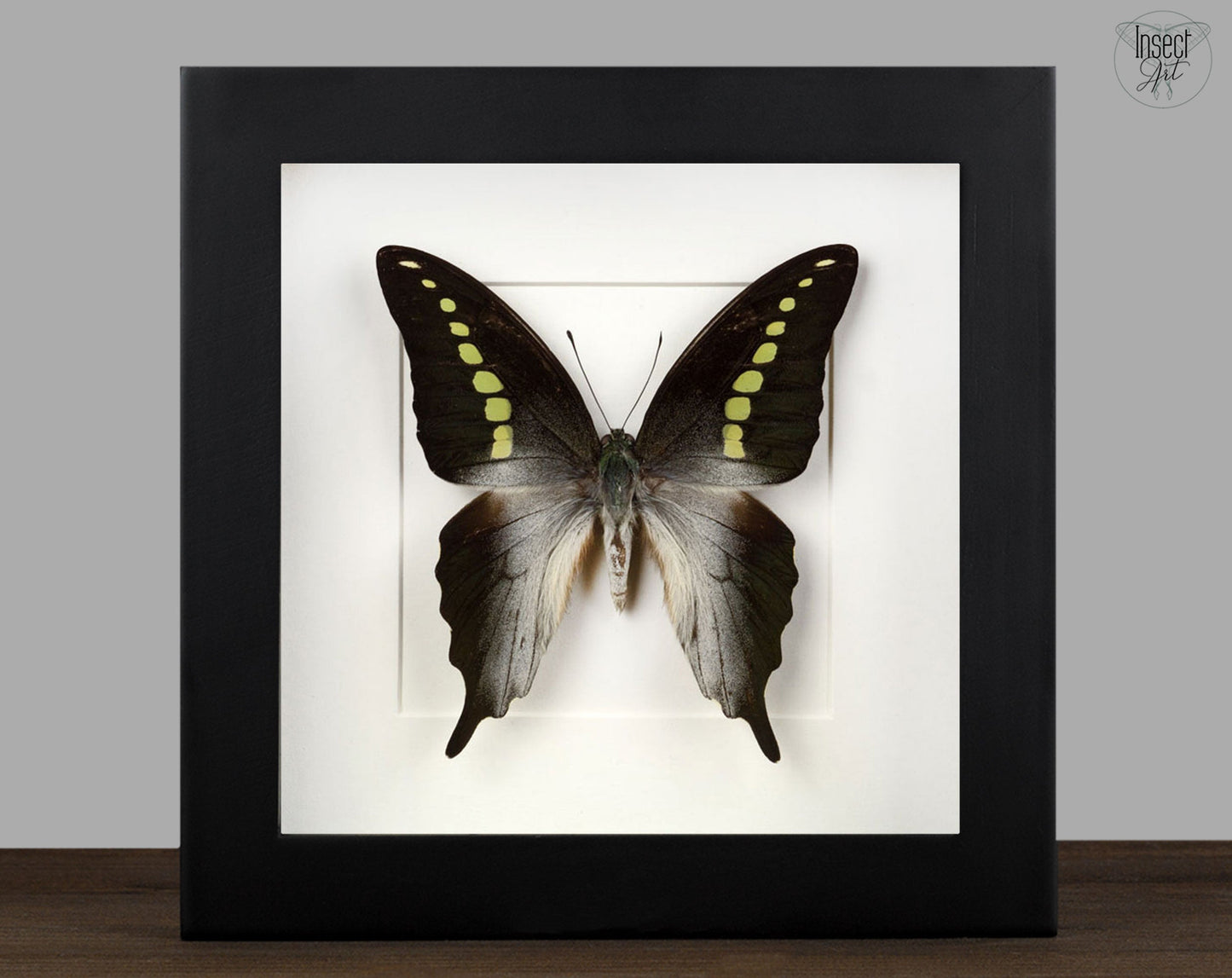 Graphium codrus  Schmetterling InsectArt