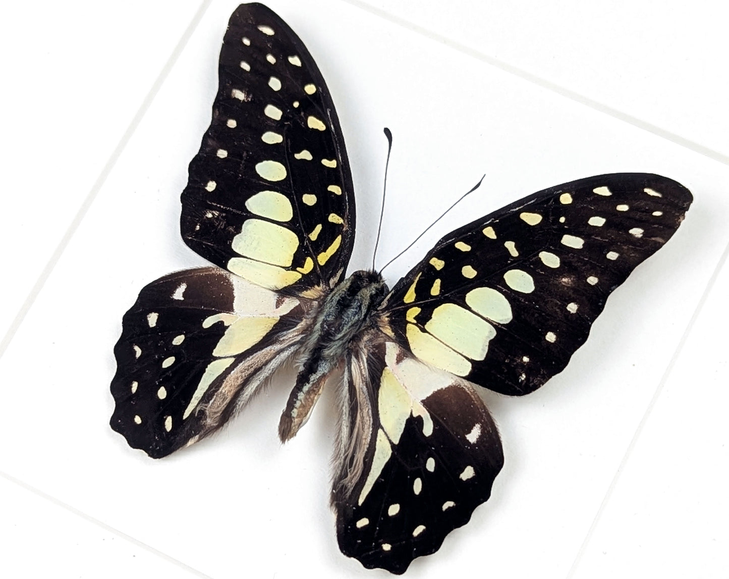 Graphium macfarlanei, präparierter Schmetterling im Rahmen