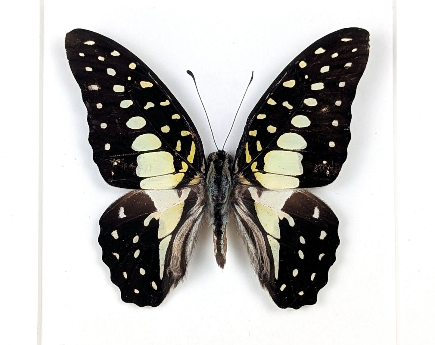 Graphium macfarlanei, präparierter Schmetterling im Rahmen