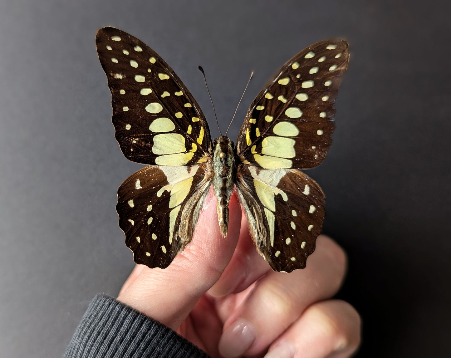Graphium macfarlanei, präparierter Schmetterling im Rahmen