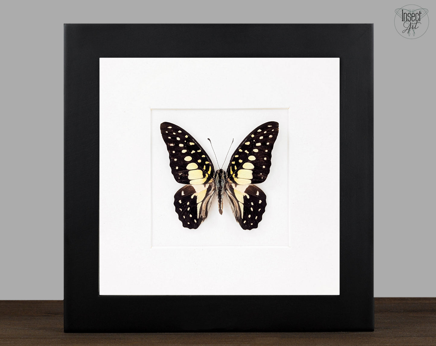 Graphium macfarlanei, präparierter Schmetterling im Rahmen