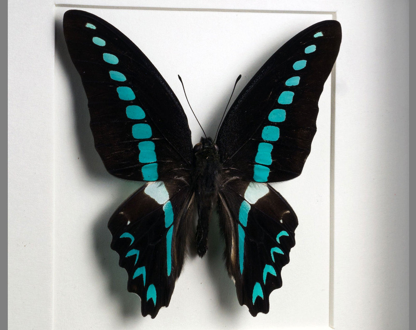 Graphium milon  Schmetterling InsectArt