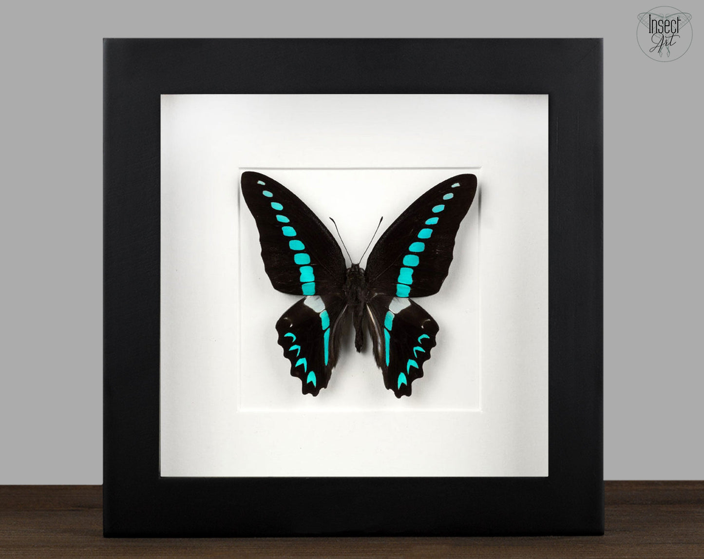 Graphium milon  Schmetterling InsectArt
