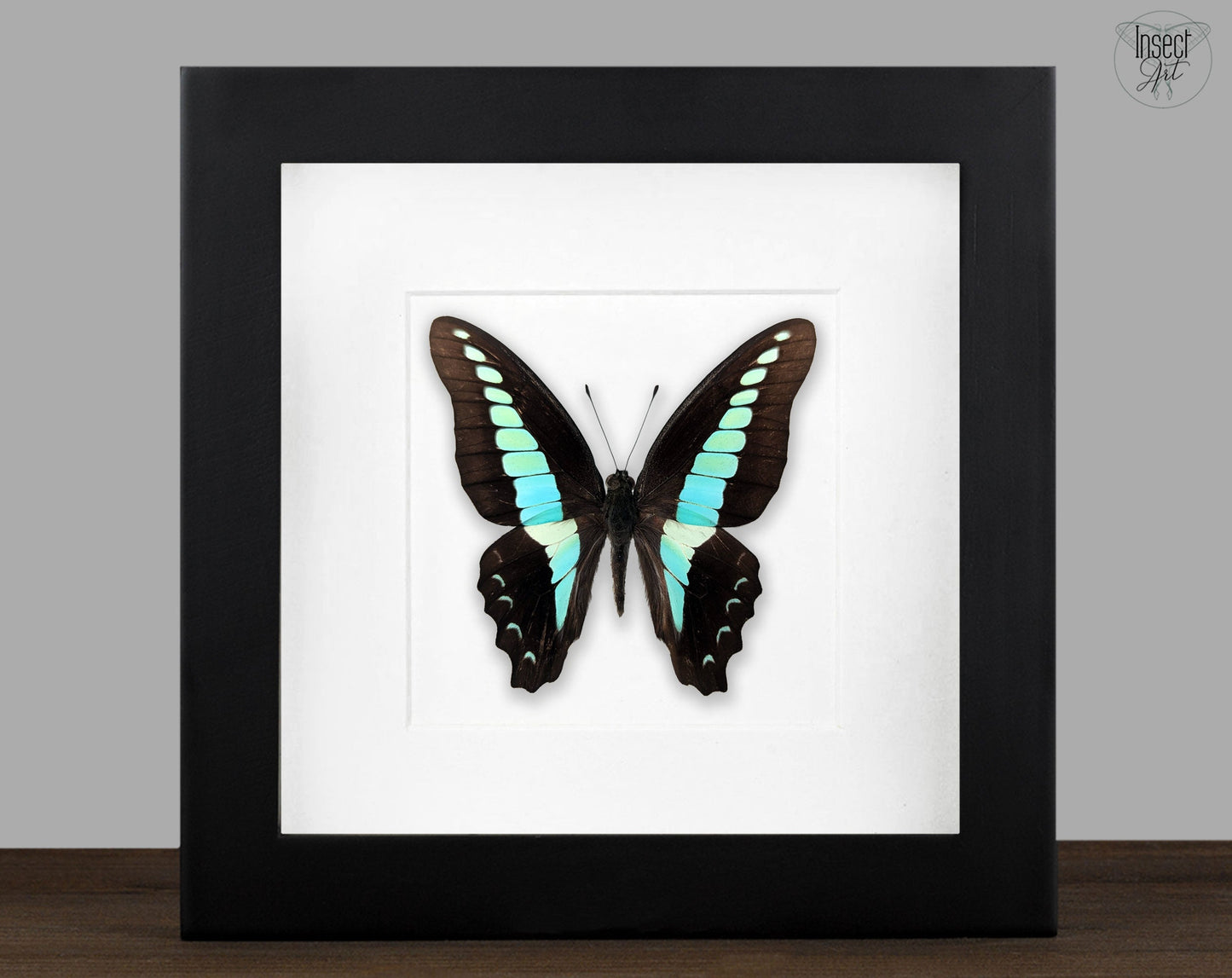 Graphium sarpedon  Schmetterling InsectArt