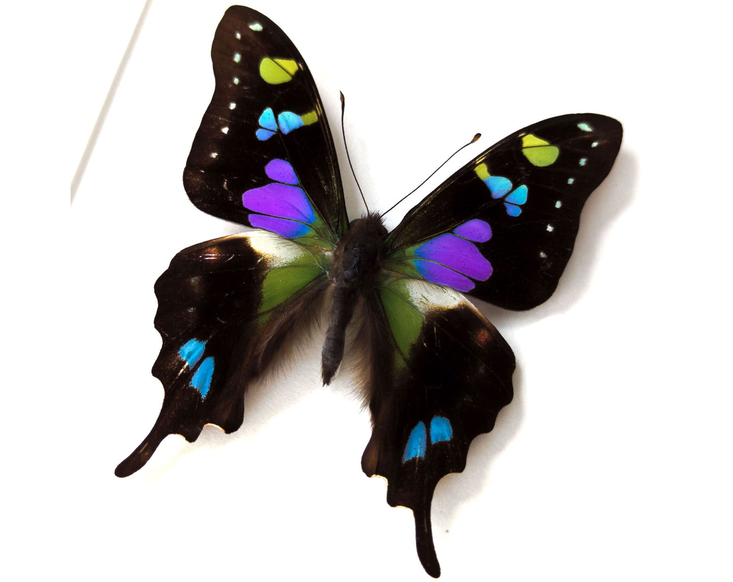 Graphium weiskei  Schmetterling InsectArt