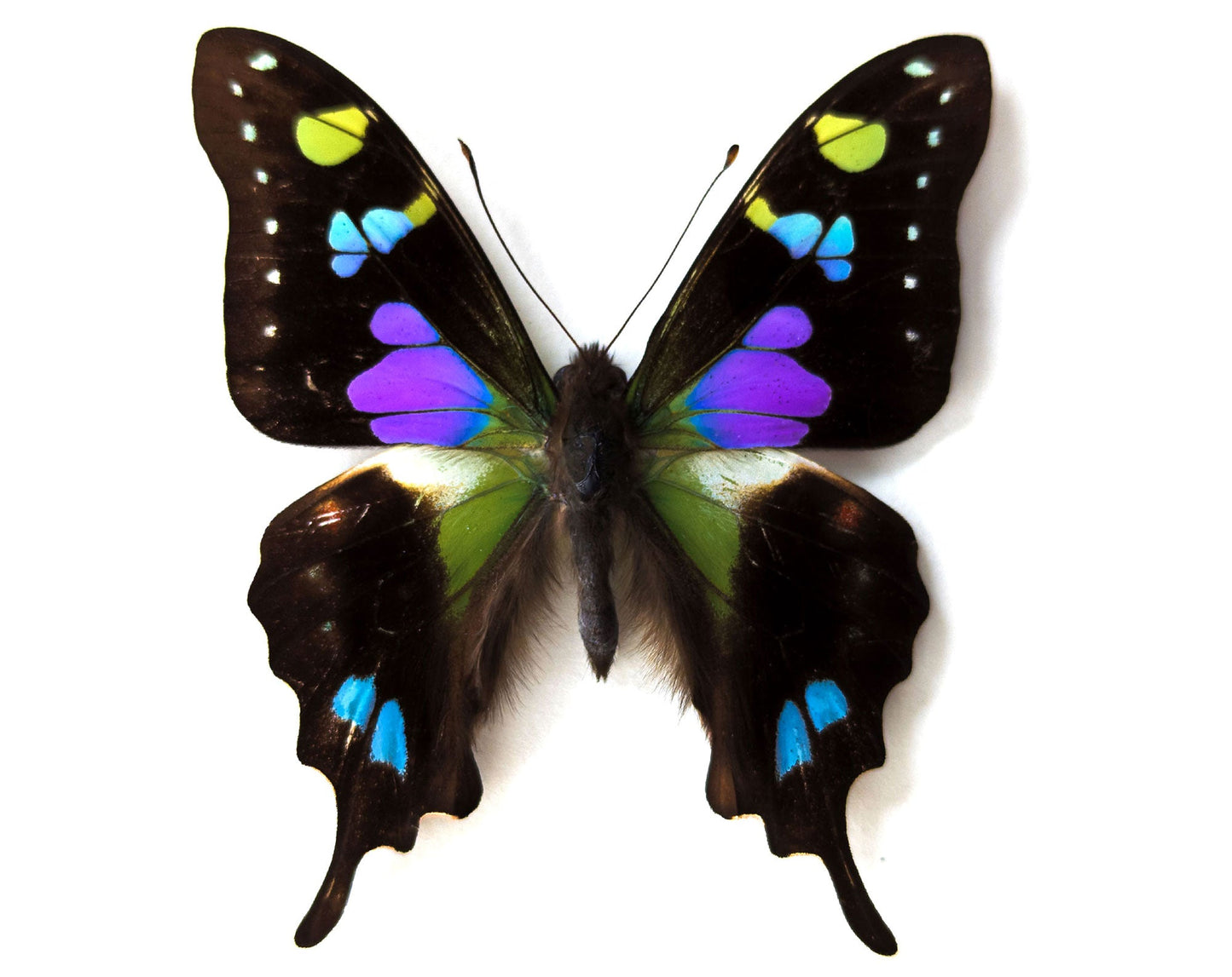 Graphium weiskei  Schmetterling InsectArt