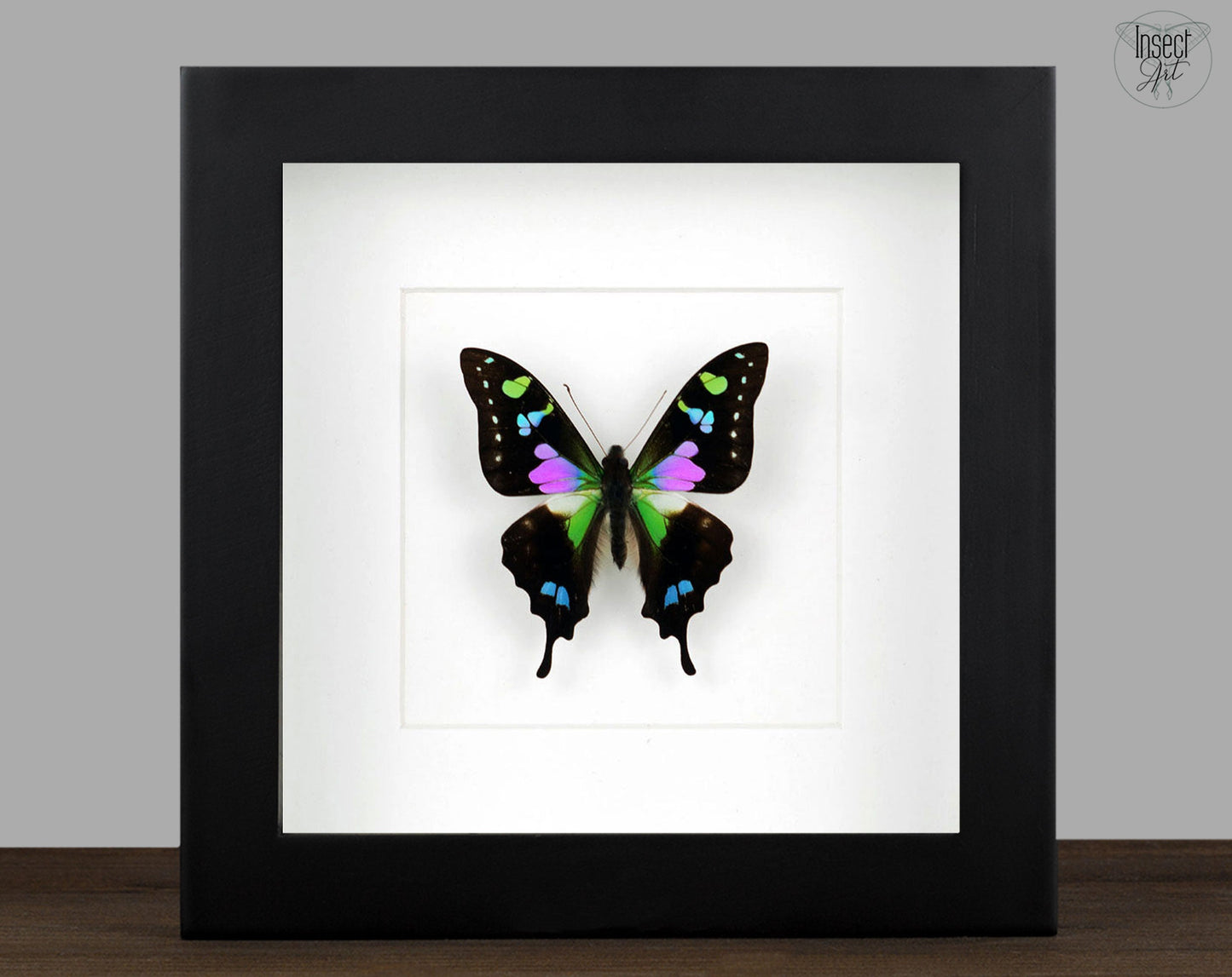 Graphium weiskei  Schmetterling InsectArt