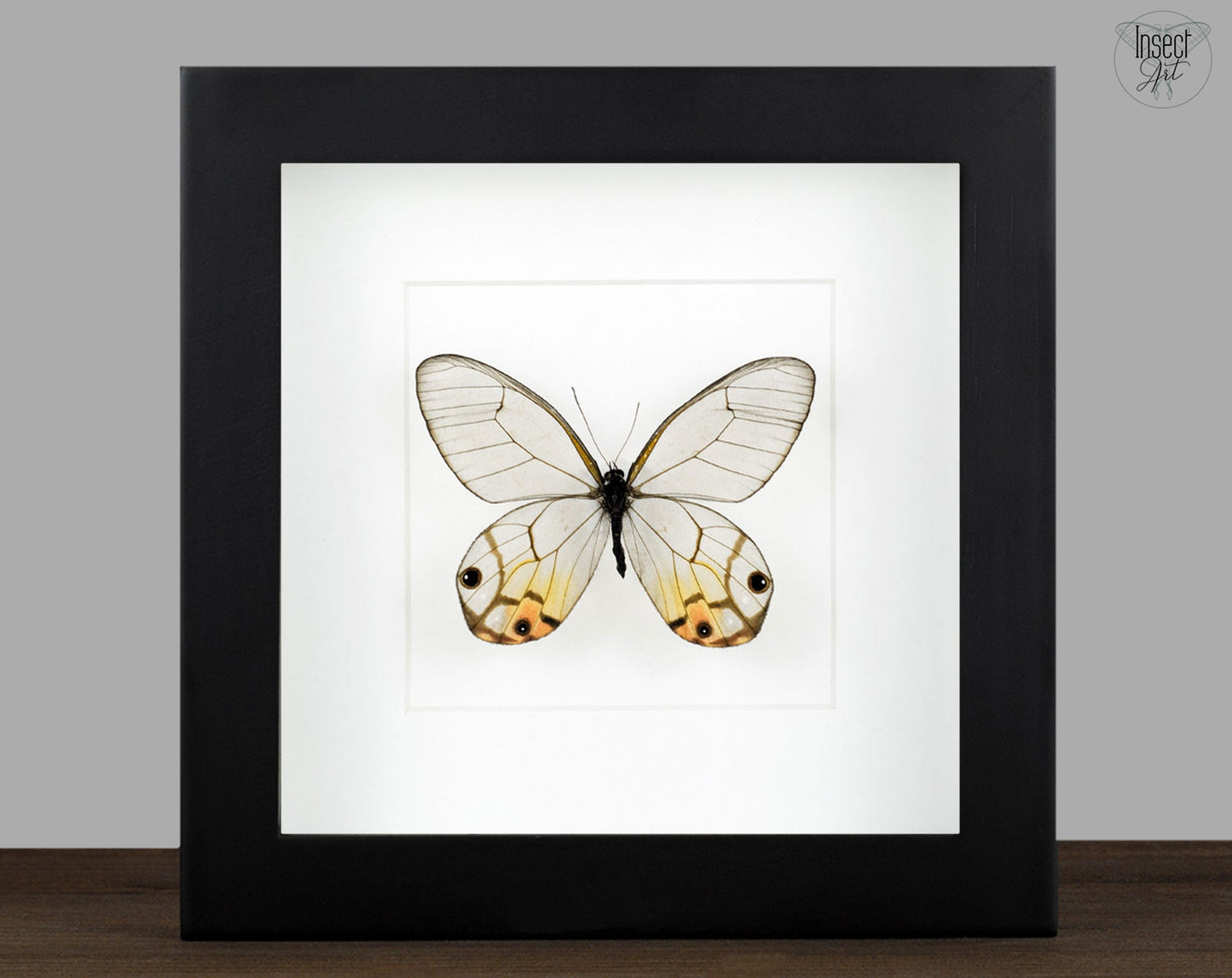 Haetera piera negra  Schmetterling InsectArt