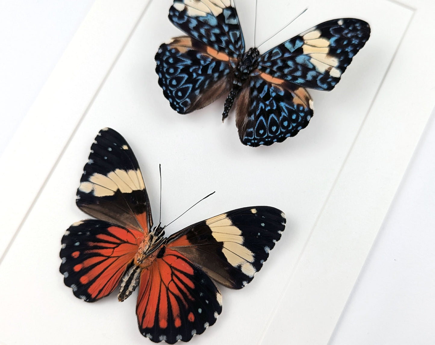 Hamadryas amphinome DUO  Schmetterling im Rahmen InsectArt