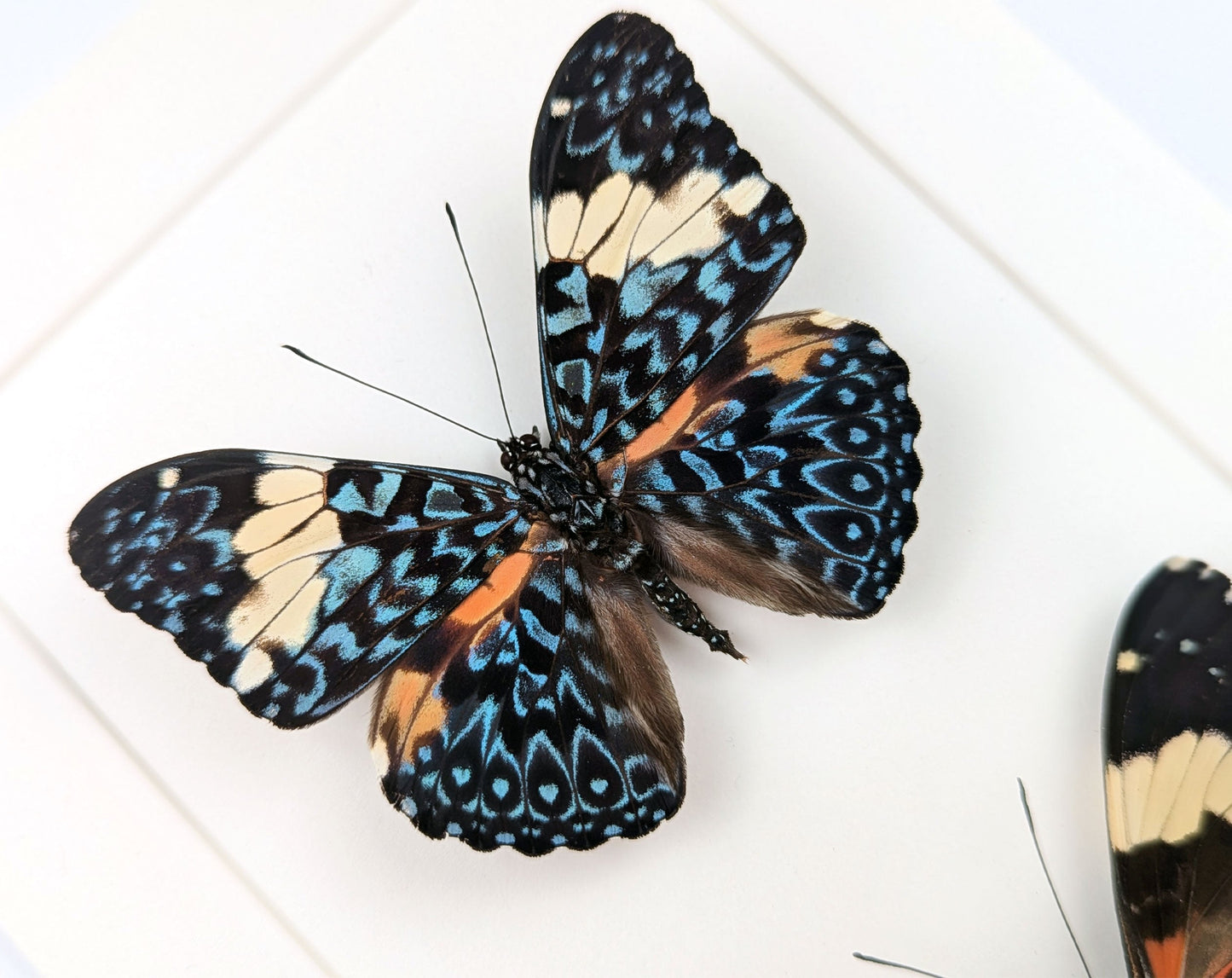 Hamadryas amphinome DUO  Schmetterling im Rahmen InsectArt