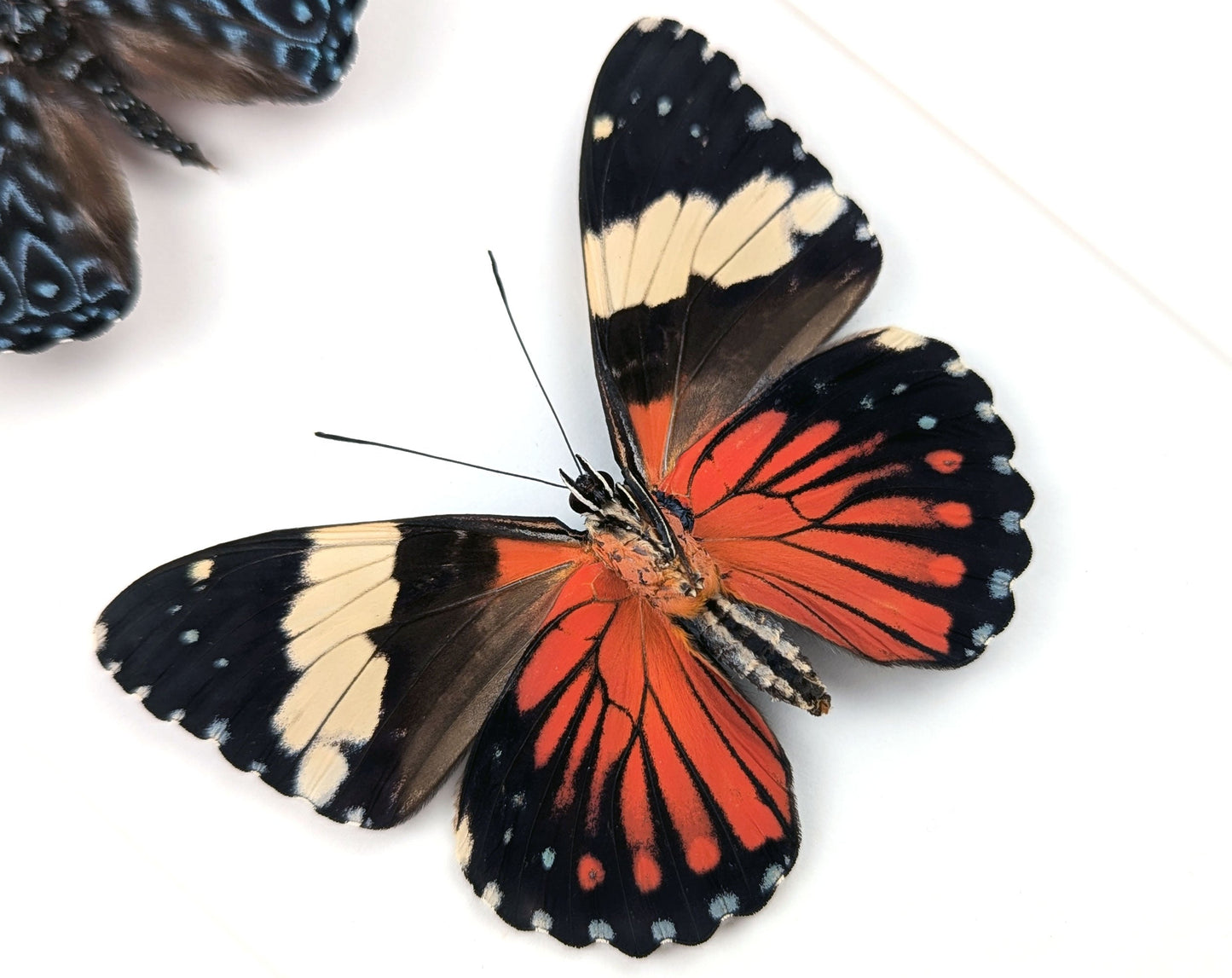Hamadryas amphinome DUO  Schmetterling im Rahmen InsectArt