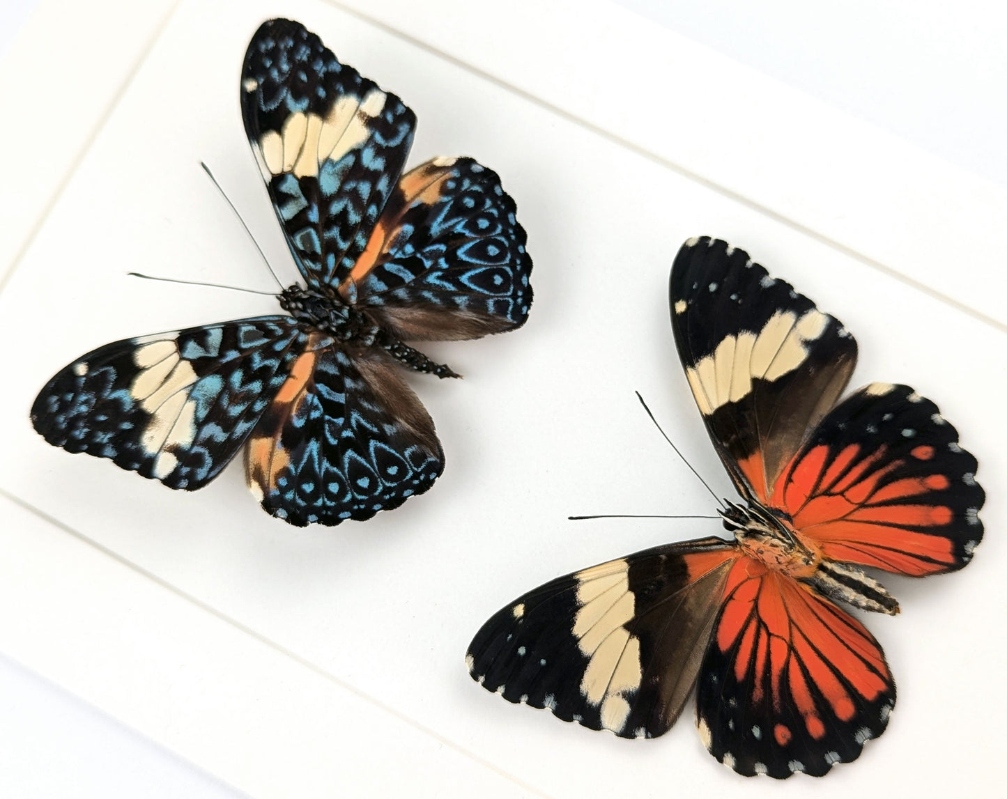 Hamadryas amphinome DUO  Schmetterling im Rahmen InsectArt