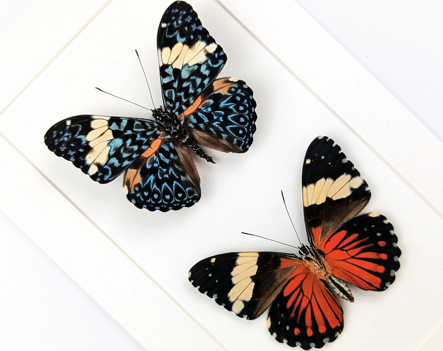 Hamadryas amphinome DUO  Schmetterling im Rahmen InsectArt