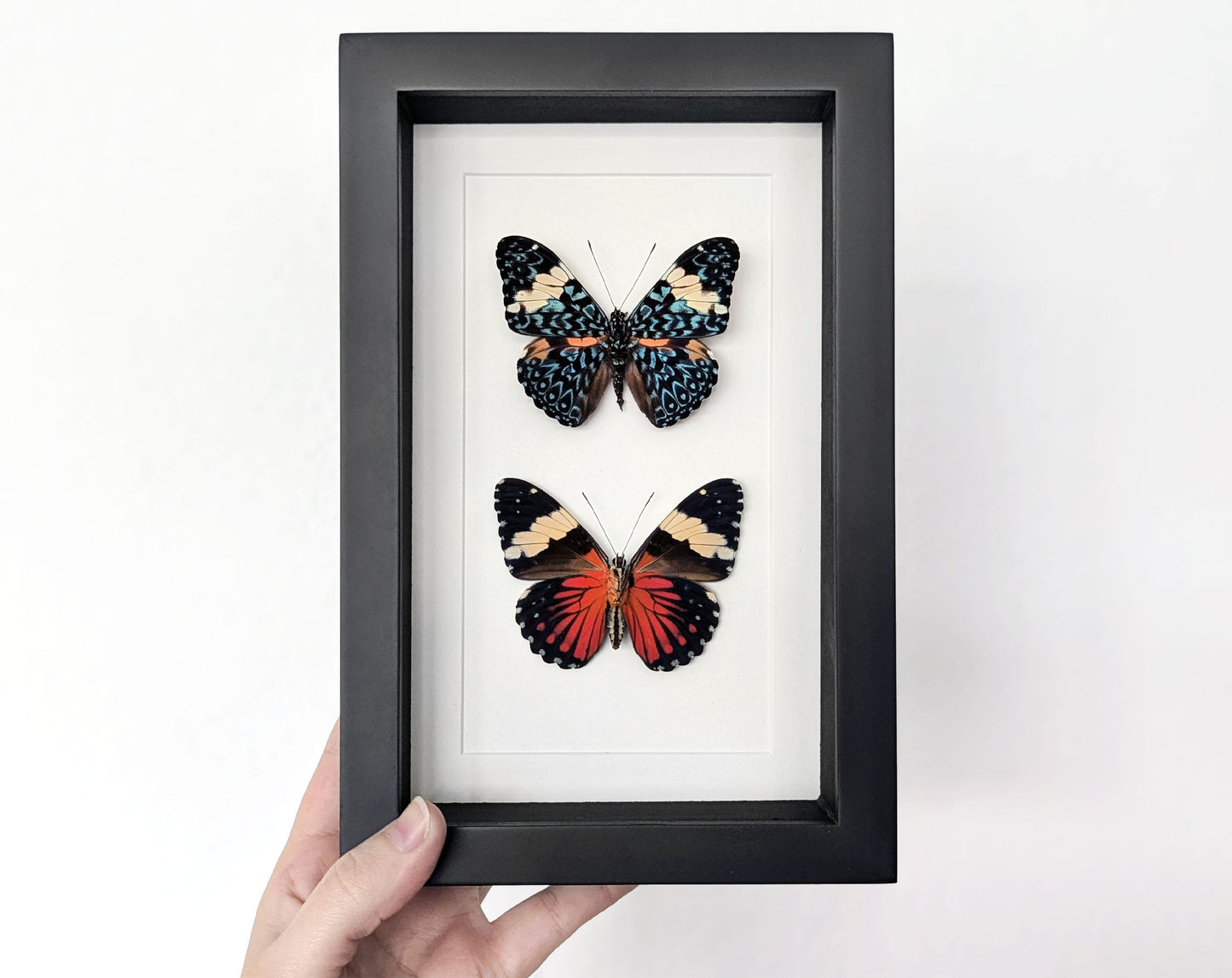 Hamadryas amphinome DUO  Schmetterling im Rahmen InsectArt