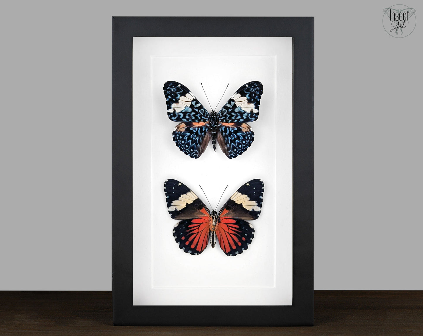 Hamadryas amphinome DUO  Schmetterling im Rahmen InsectArt