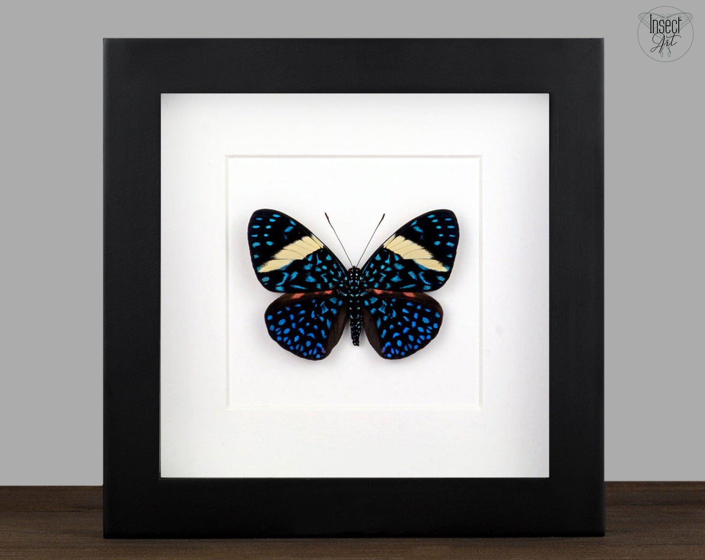 Hamadryas laodamia ♀  Schmetterling InsectArt