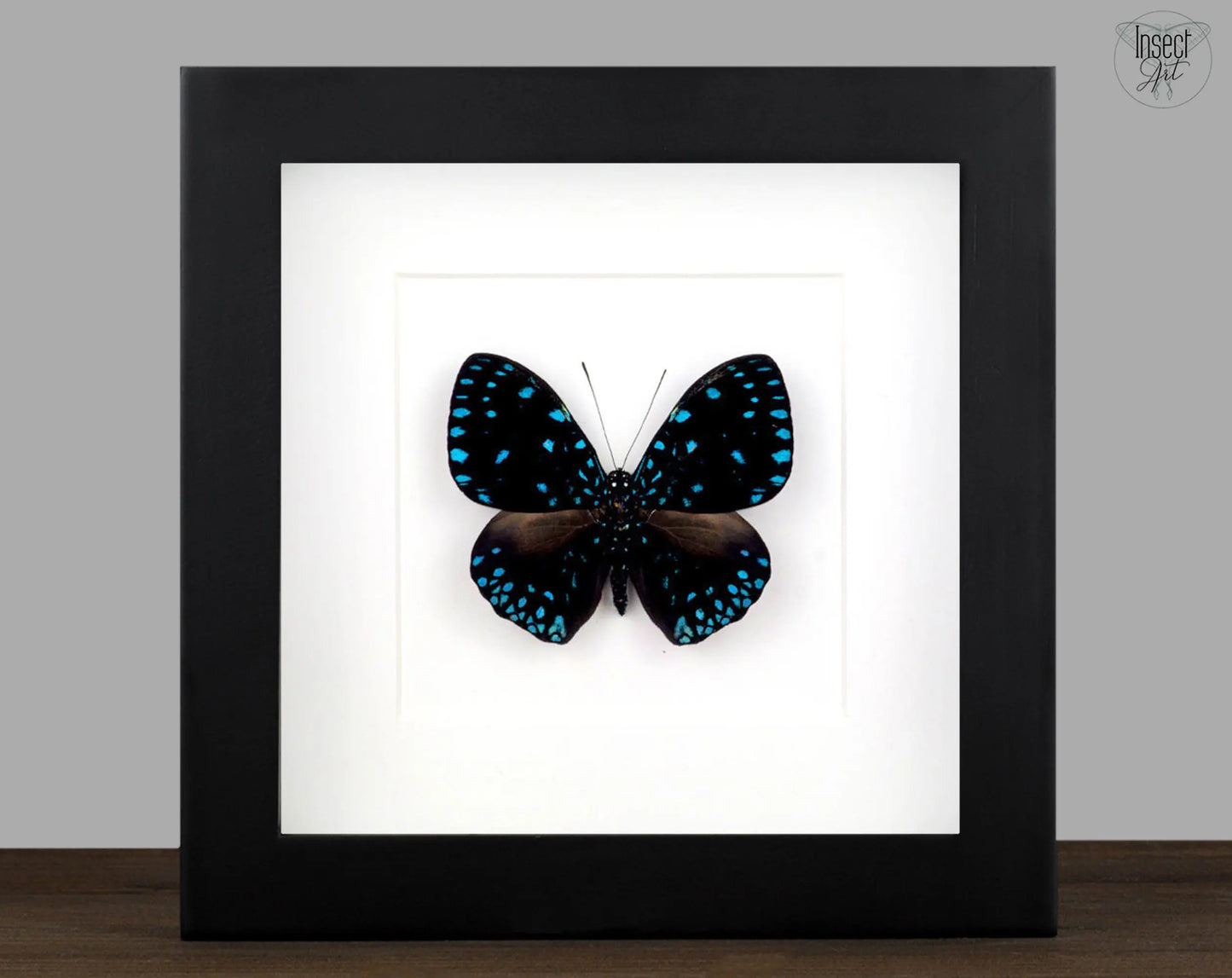 Hamadryas laodamia ♂  Schmetterling InsectArt Schmetterling