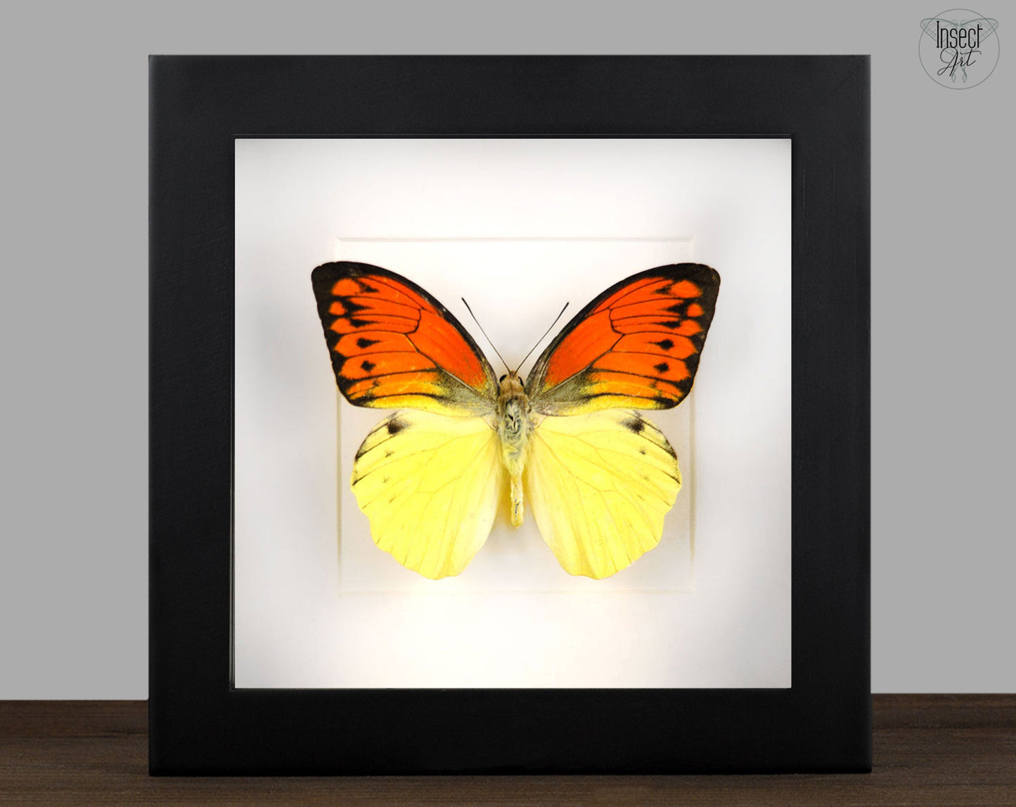 Hebomoia leucippe daemonis  Schmetterling InsectArt