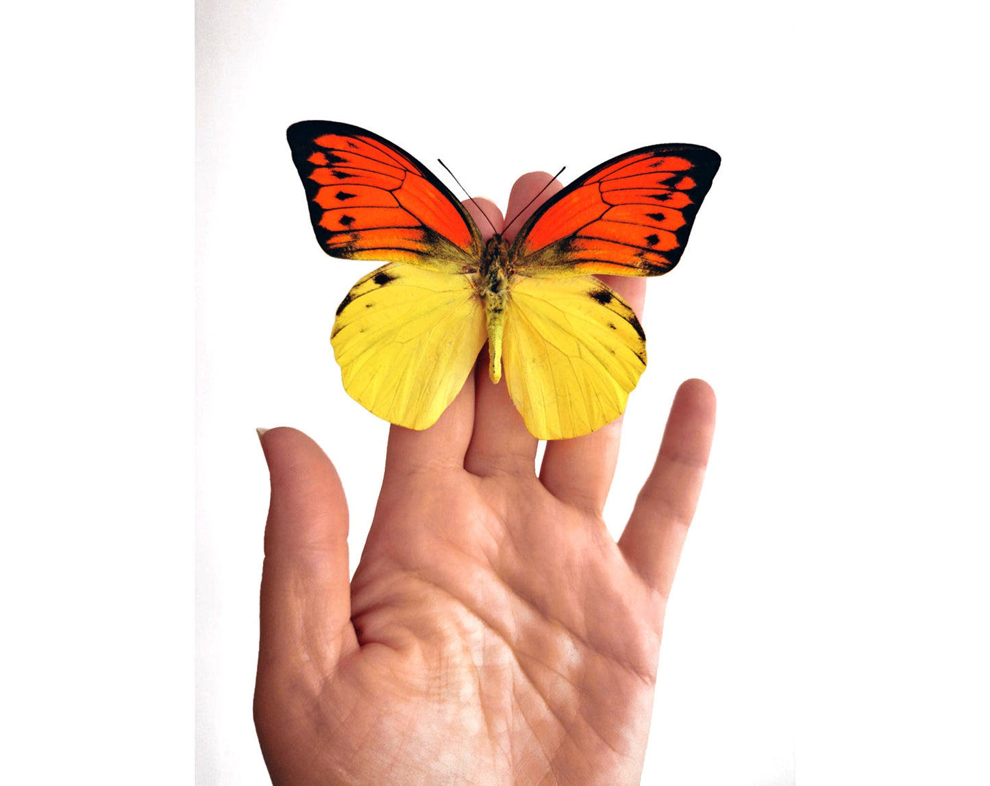 Hebomoia leucippe daemonis  Schmetterling InsectArt