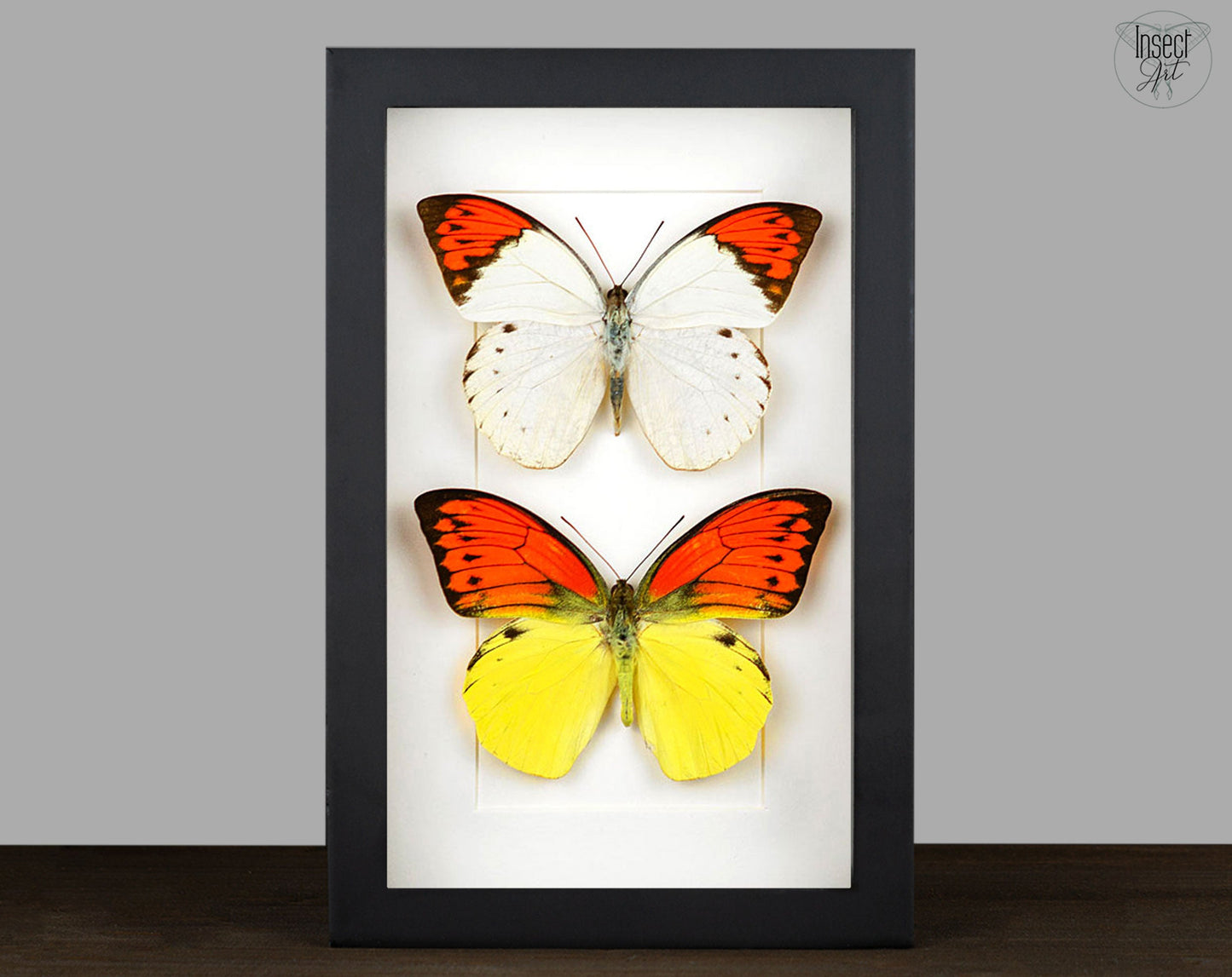 Hebomoia glaucippe & daemonis  Schmetterling InsectArt