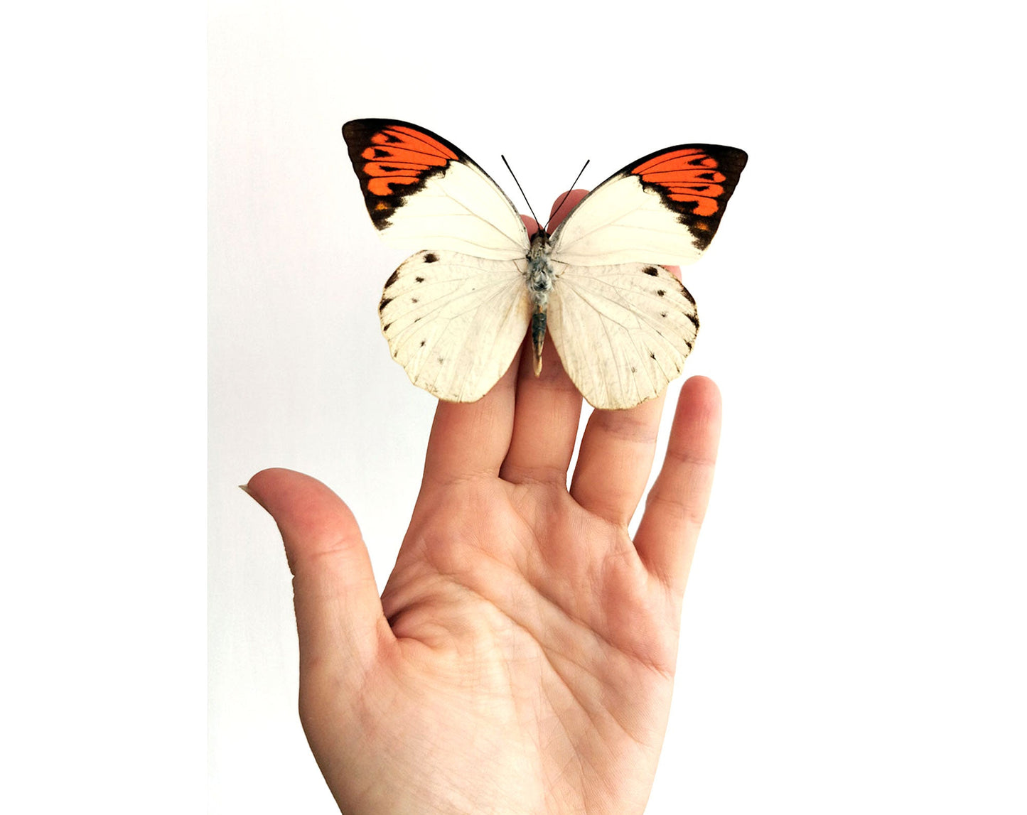 Hebomoia glaucippe & daemonis  Schmetterling InsectArt