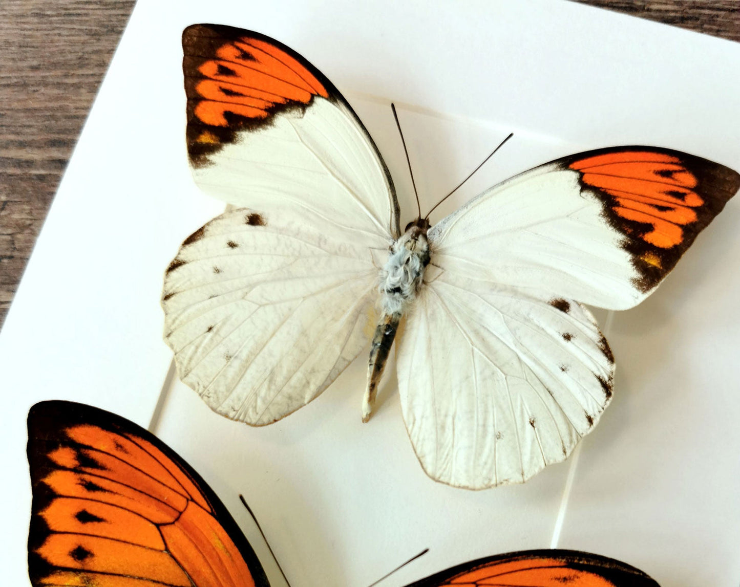 Hebomoia glaucippe & daemonis  Schmetterling InsectArt