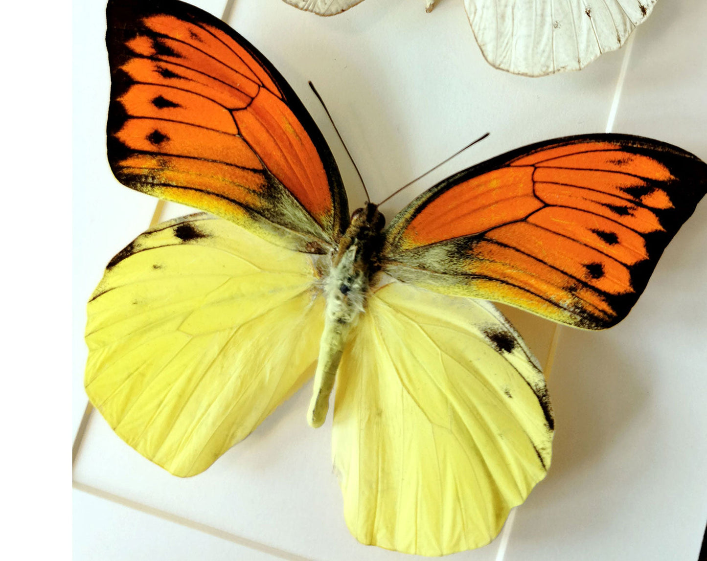 Hebomoia glaucippe & daemonis  Schmetterling InsectArt